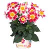  Dahlia Hybriden