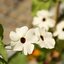 Thunbergia alata