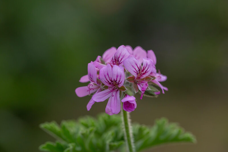 Pelargonium zonale - Hybriden