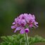 Pelargonium zonale - Hybriden