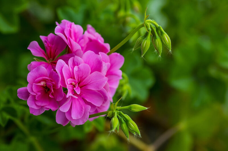 Pelargonium zonale - Hybriden