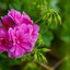 Pelargonium zonale - Hybriden