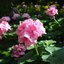 Pelargonium zonale - Hybriden