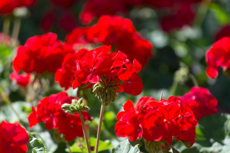 Pelargonium zonale - Hybriden