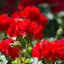 Pelargonium zonale - Hybriden