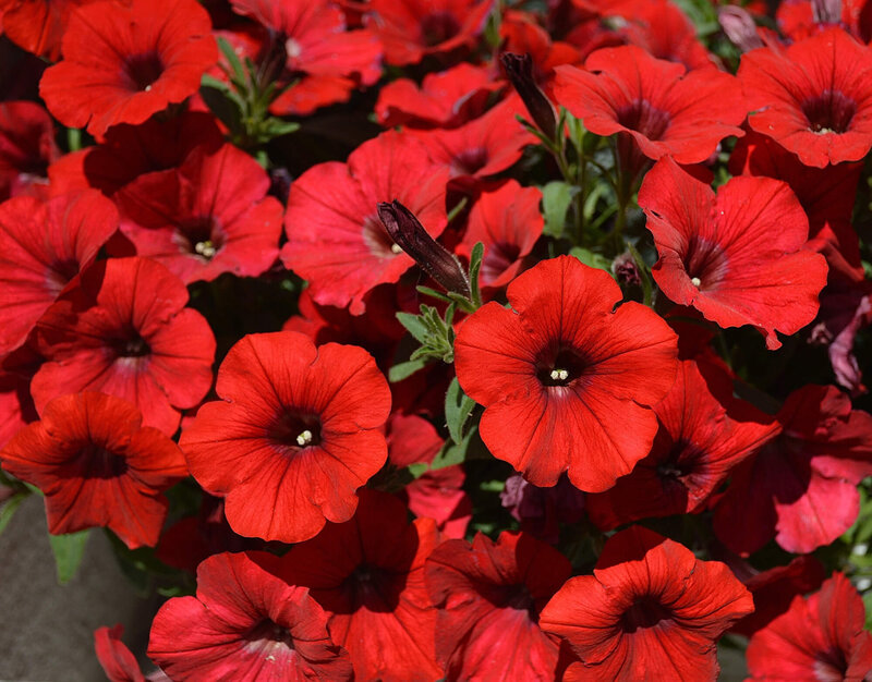 Potunia