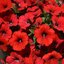 Potunia