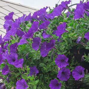 Potunia