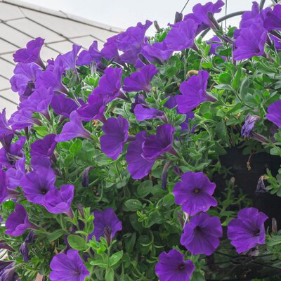 Potunia