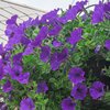 Potunia
