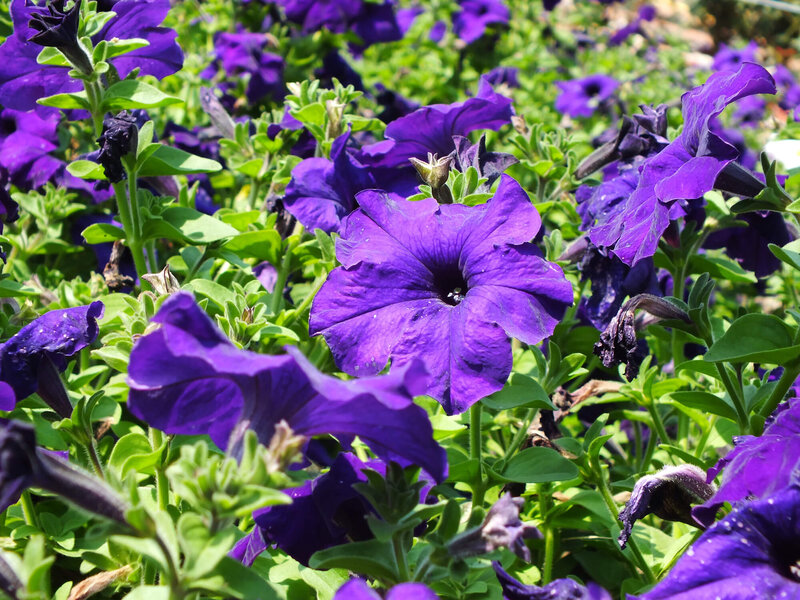 Potunia
