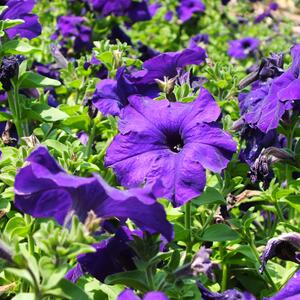 Potunia