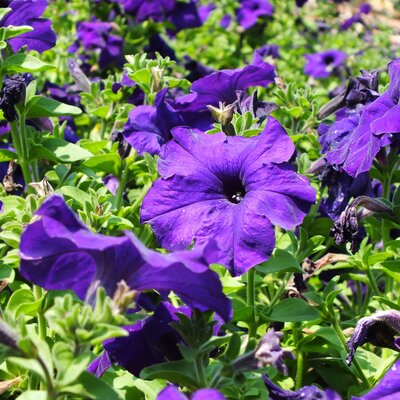 Potunia