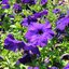Potunia