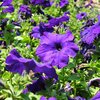 Potunia
