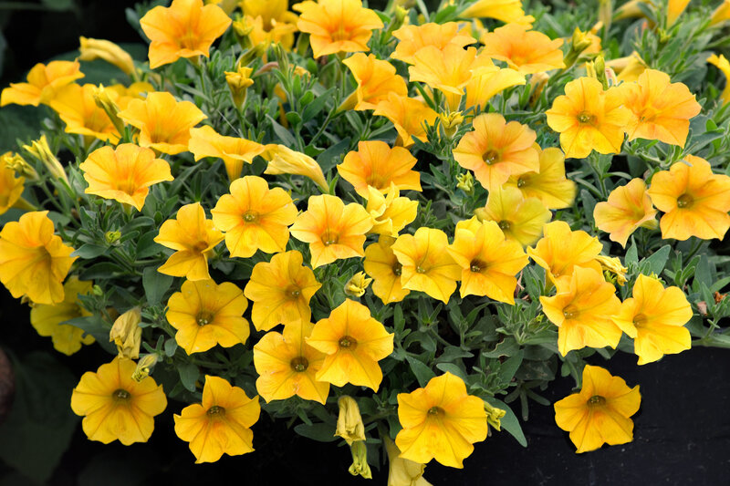 Petunia grandiflora