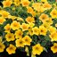 Petunia grandiflora