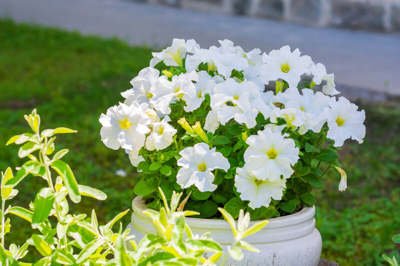 Potunia