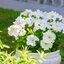 Potunia