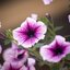 Potunia