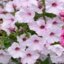 Potunia