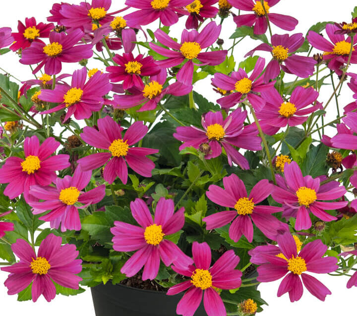 Bidens ferulifolia 'My Sunshine'