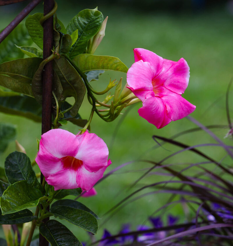 Mandevillea amabilis Alice de Pont