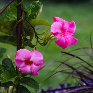 Mandevillea amabilis Alice de Pont
