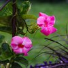 Mandevillea amabilis Alice de Pont