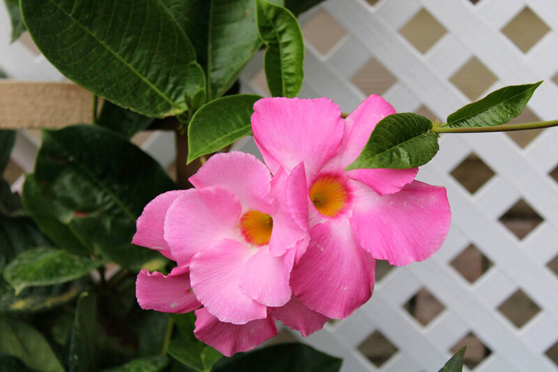 Mandevillea amabilis Alice de Pont