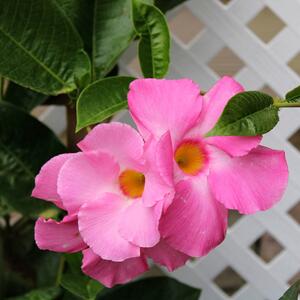 Mandevillea amabilis Alice de Pont