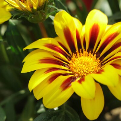 Gazania rigens 'Big Kiss', gelb | STARKL