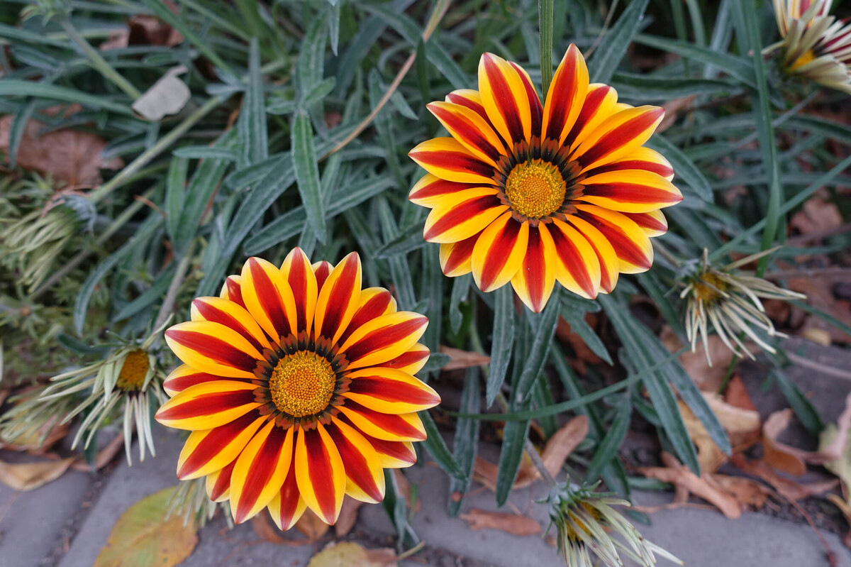 Gazania rigens 'Big Kiss', orange | STARKL