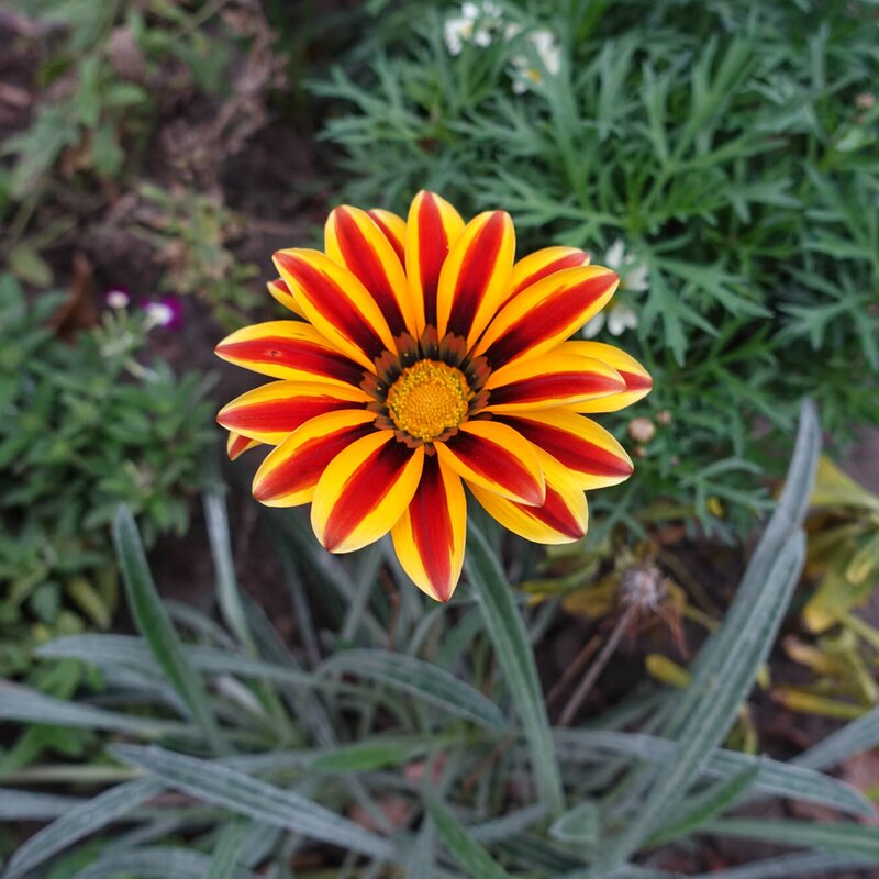 Gazania rigens 'Big Kiss', orange | STARKL