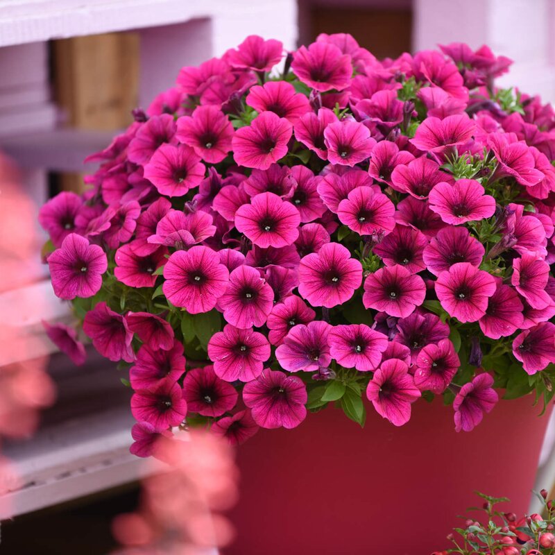 Potunia purple | STARKL