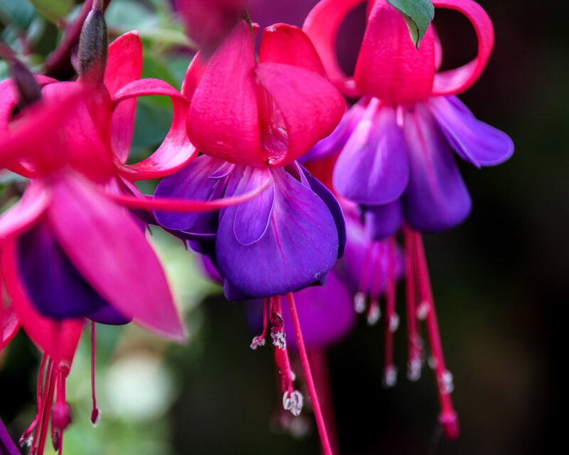 Fuchsia magellanica 'Tom Thumb'