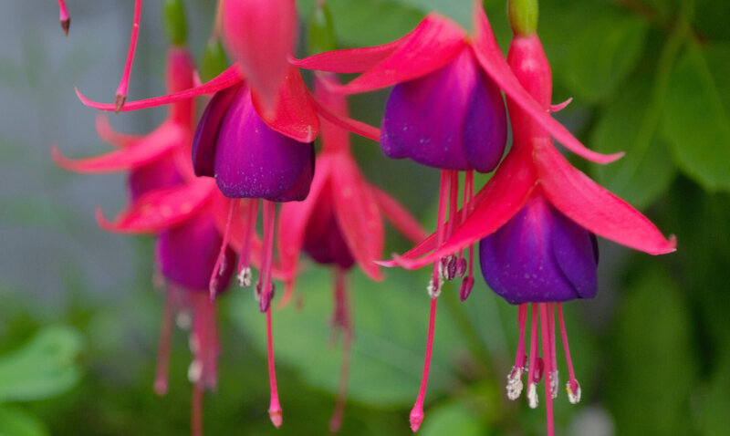 Fuchsia magellanica 'Tom Thumb'
