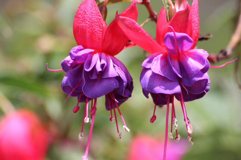 Fuchsia magellanica 'Tom Thumb'