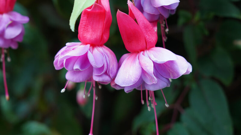 Fuchsia x hybrida 'Heidi Ann'