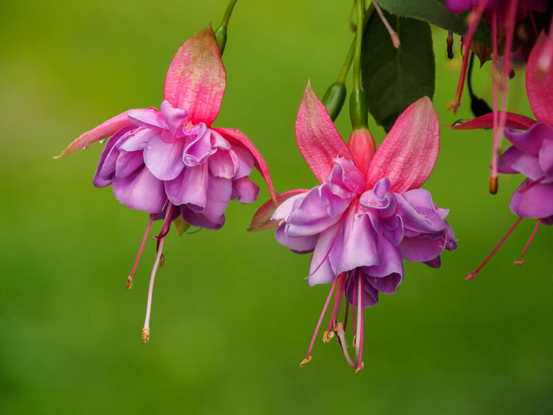 Fuchsia x hybrida 'Heidi Ann'