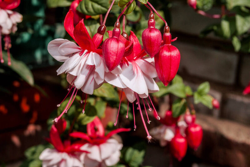 Fuchsia x hybrida 'Lady Thumb'