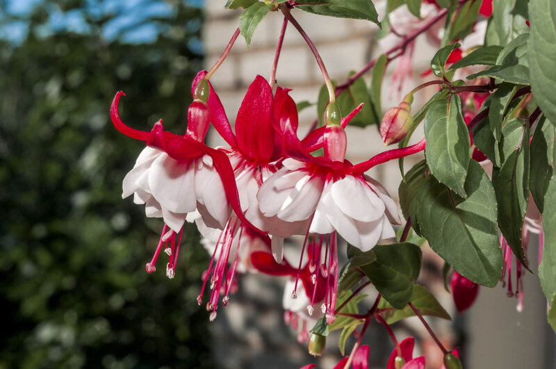 Fuchsia x hybrida 'Lady Thumb'
