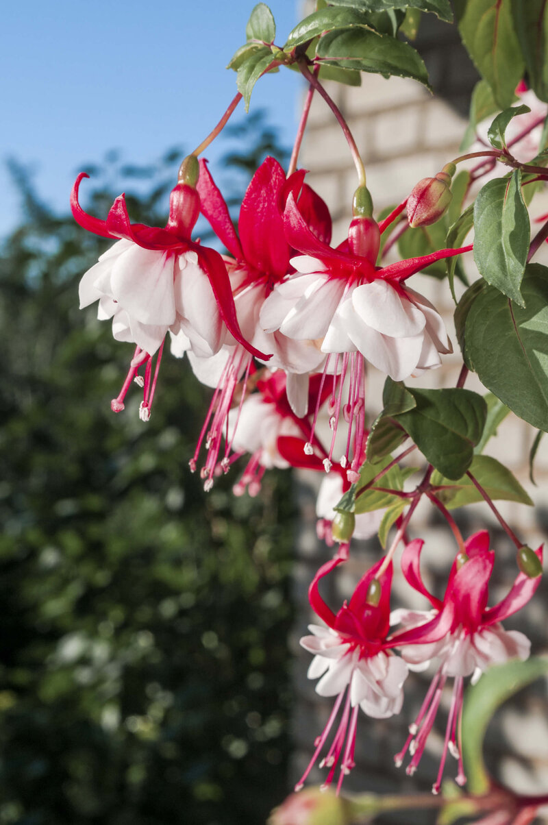 Fuchsia x hybrida 'Lady Thumb'