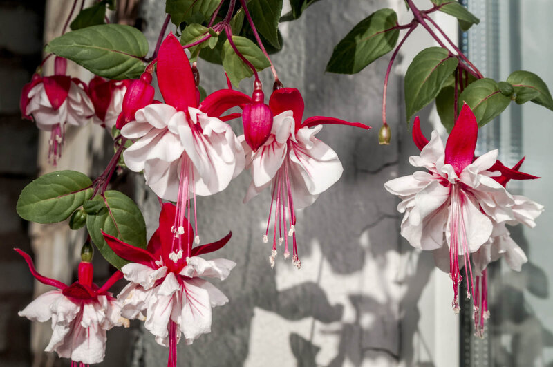 Fuchsia x hybrida 'Lady Thumb'