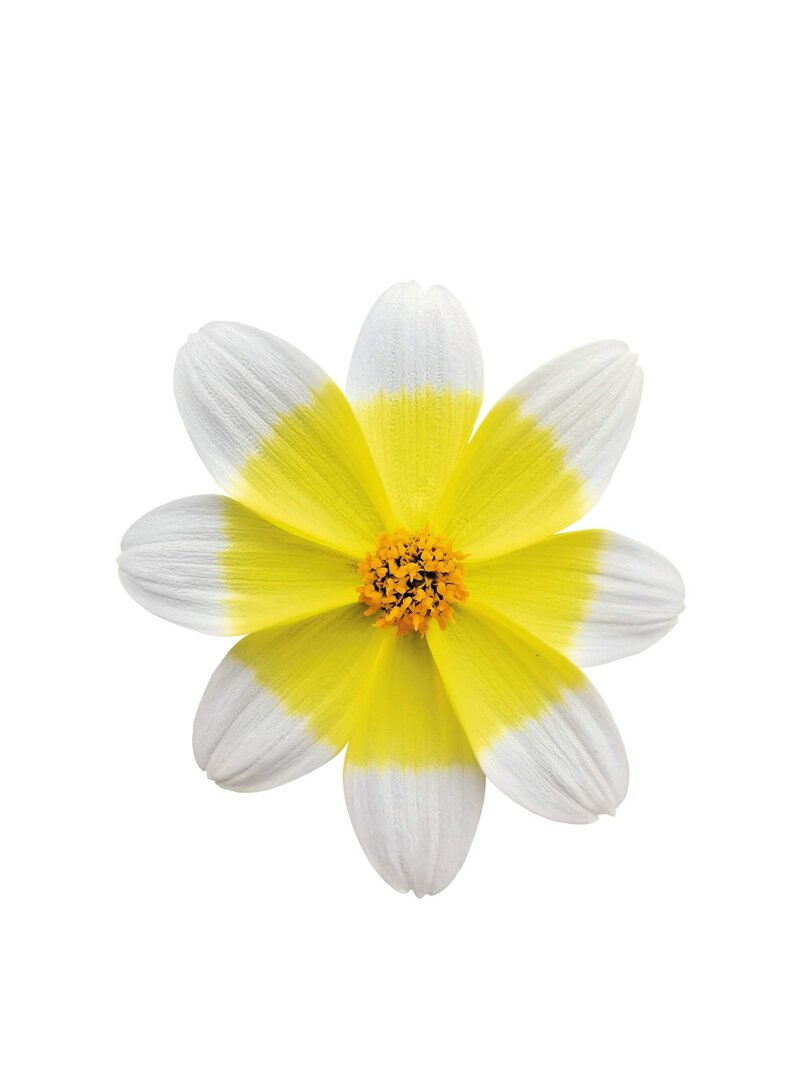 Bidens ferulifolia 'Electric White'