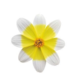 Bidens ferulifolia 'Electric White'