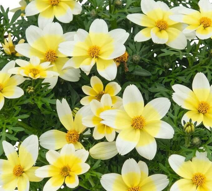 Bidens ferulifolia 'Electric White'