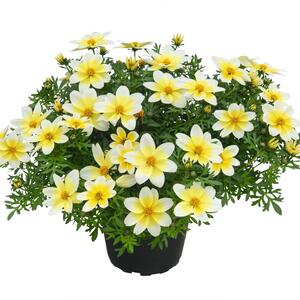 Bidens ferulifolia 'Electric White'