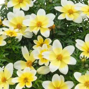 Bidens ferulifolia 'Electric White'