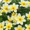 Bidens ferulifolia 'Electric White'